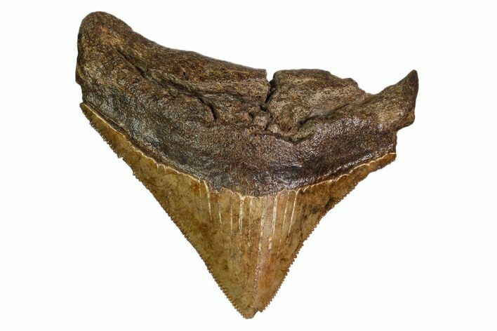 Serrated, Posterior Megalodon Tooth - Georgia #158762